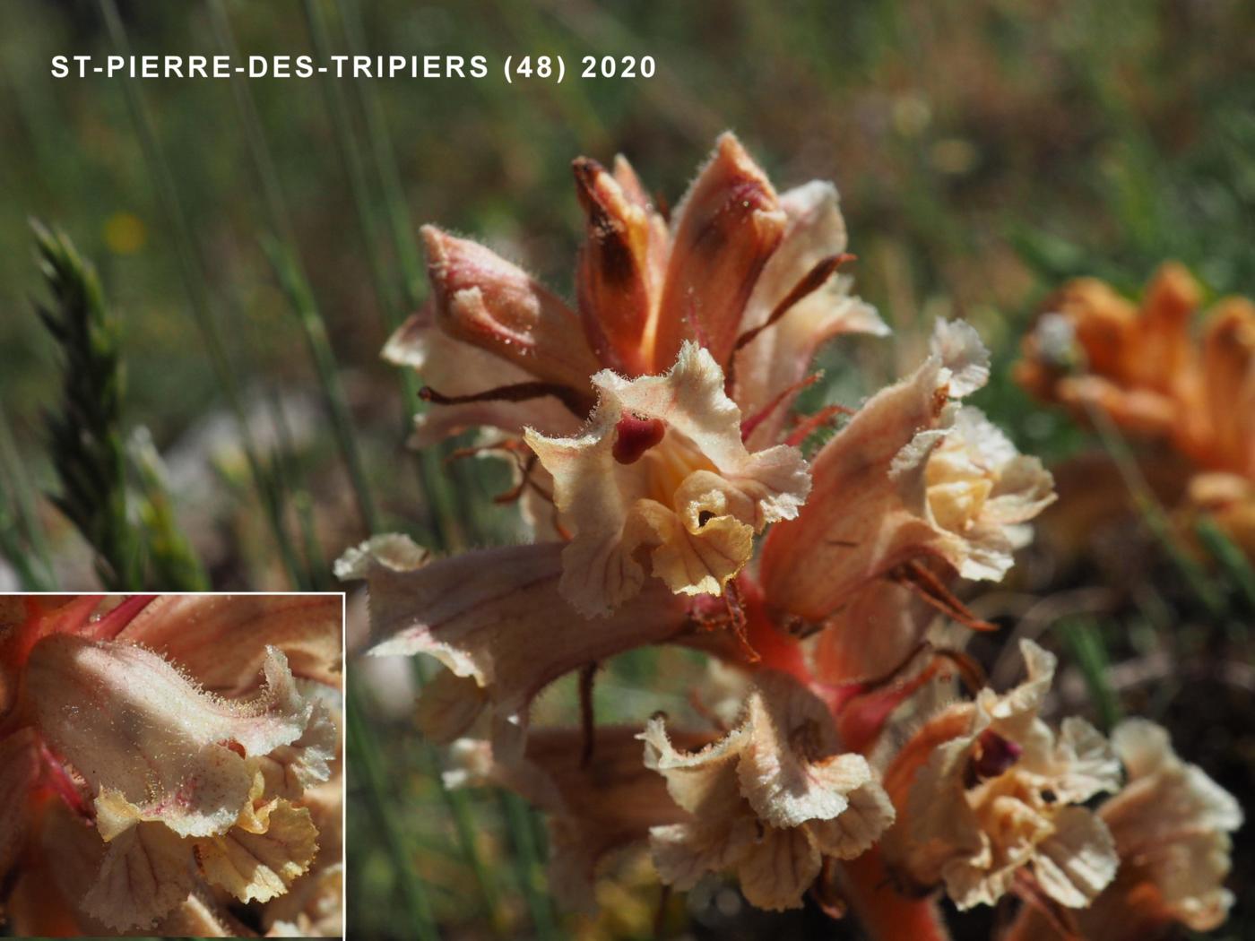 Broomrape, Thyme flower